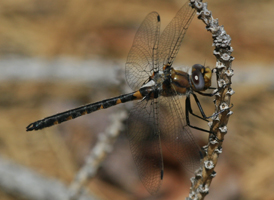 Uhler's Sundragon